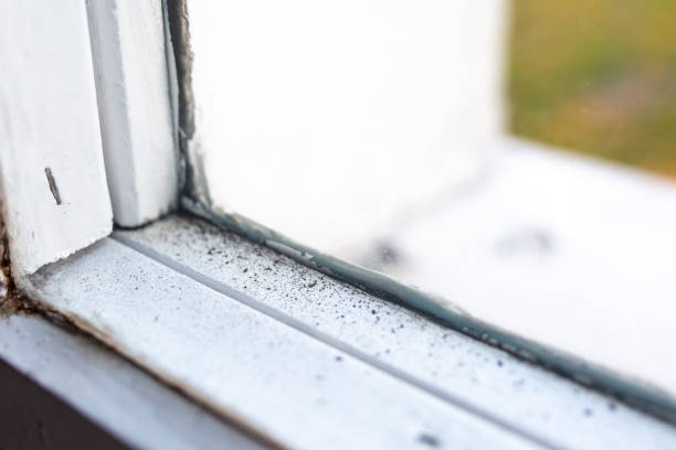 Best Basement Mold Removal  in Irwindale, CA