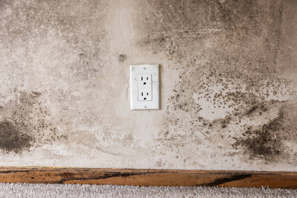 Best Biohazard Mold Removal  in Irwindale, CA