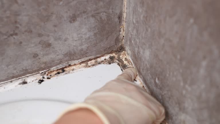 Best Attic Mold Removal  in Irwindale, CA