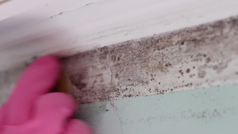 Best Mold Odor Removal Services  in Irwindale, CA
